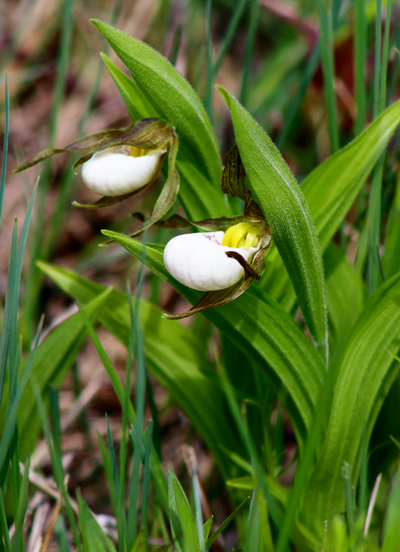 White Lady’s Slipper Orchid