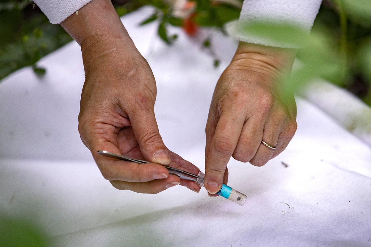 hands using tweezers to insert a tick into a tube