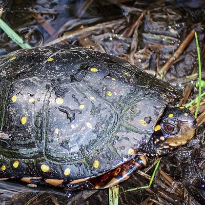 A spotted turtle in water