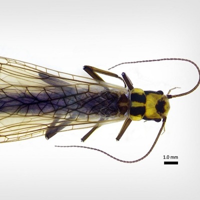 A stonefly in the Kathroperlidae family
