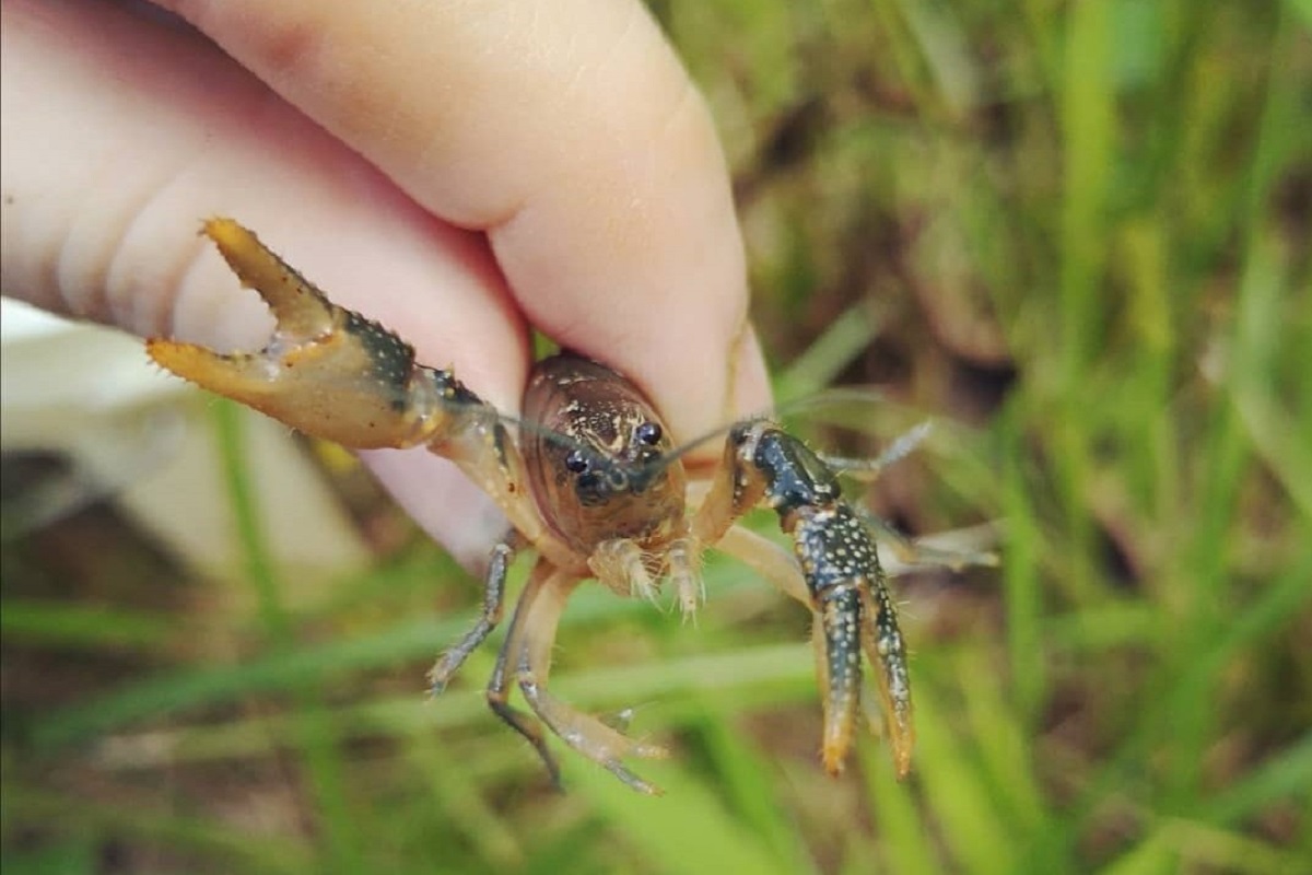 holding a crayfish