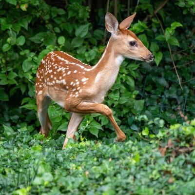 white-tailed deer