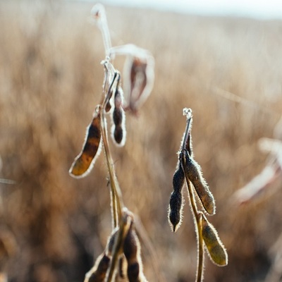 Soybeans ready for harvest
