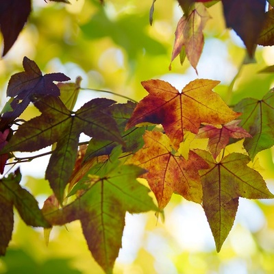 Leaves turning colors