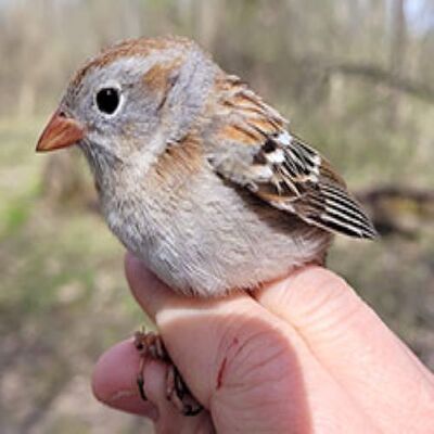 bird banding