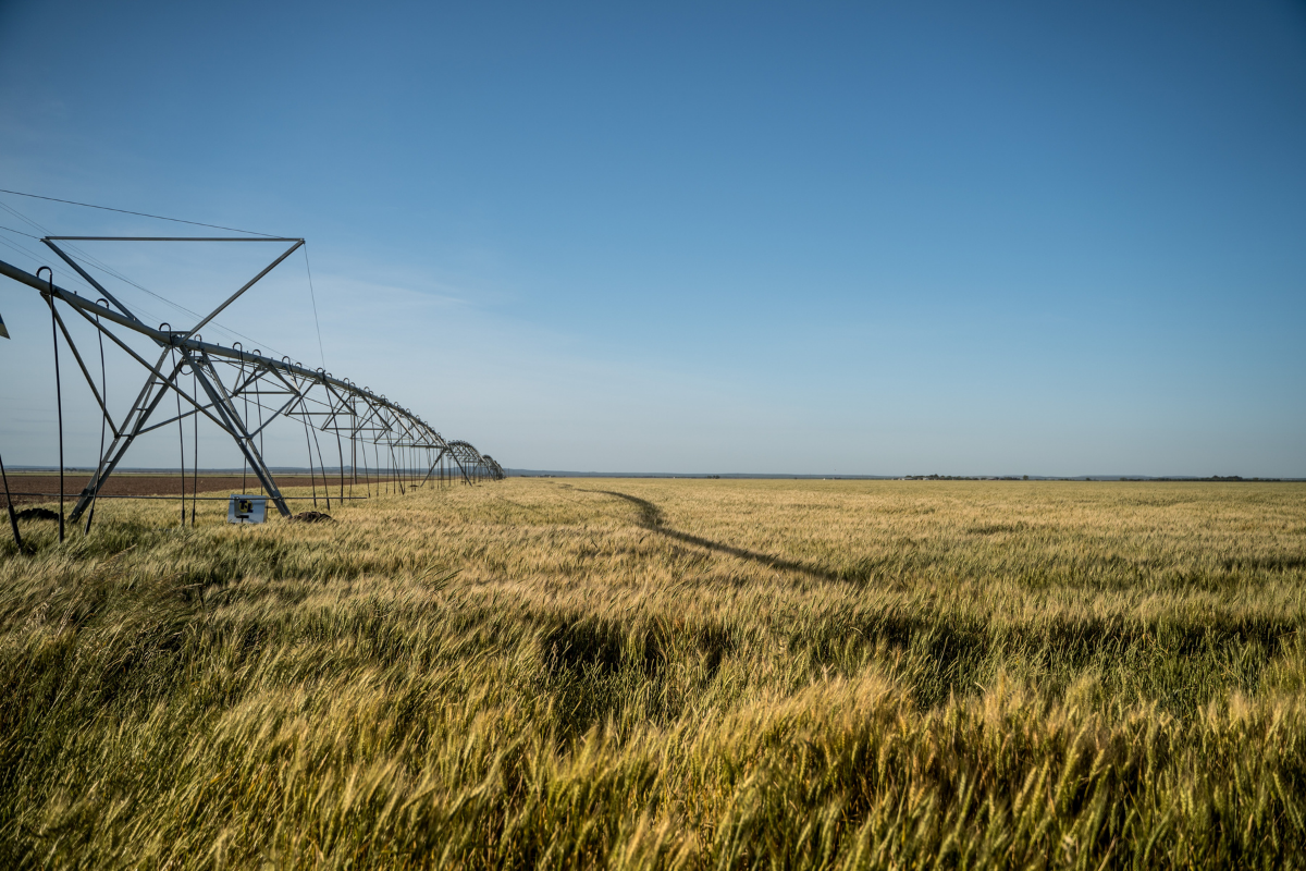 Irrigation equipment over a wheat field