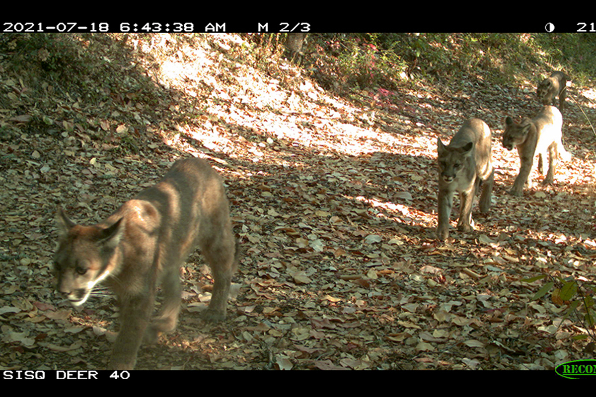 A new study adds to the evidence that apex predators like pumas play a unique role in ecosystems that is not fulfilled by smaller carnivores.
