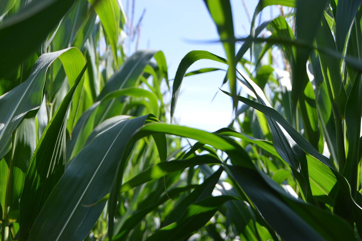 Corn growing in the field