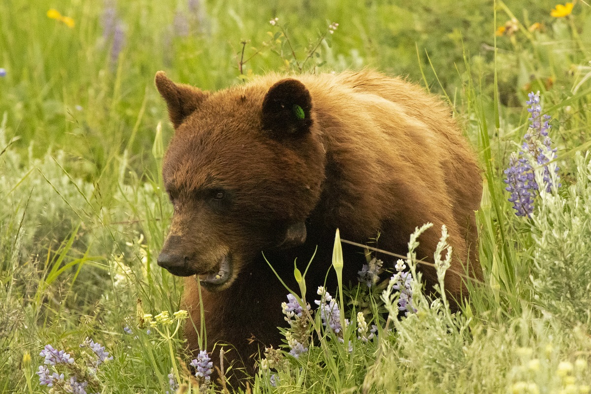Black bear in a field of lupines