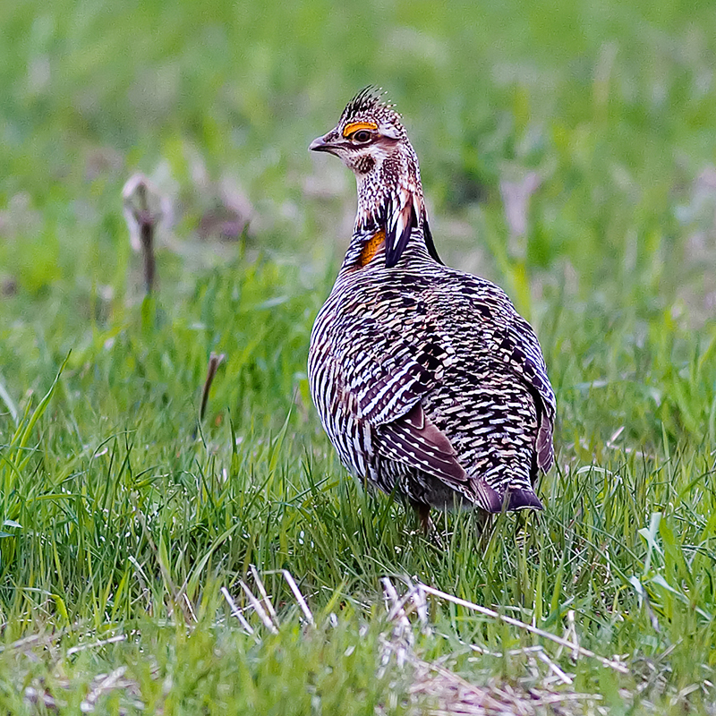 Prairie Research Institute News