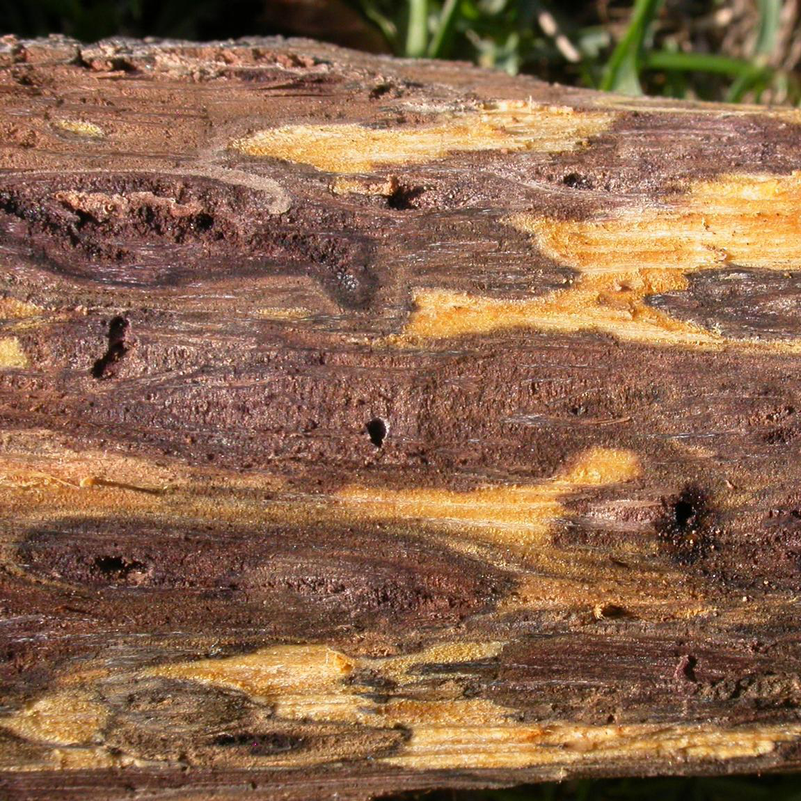 Surveys To Assess Potential For Thousand Canker Disease On Illinois - surveys to assess potential for thousand canker disease on illinois walnut trees
