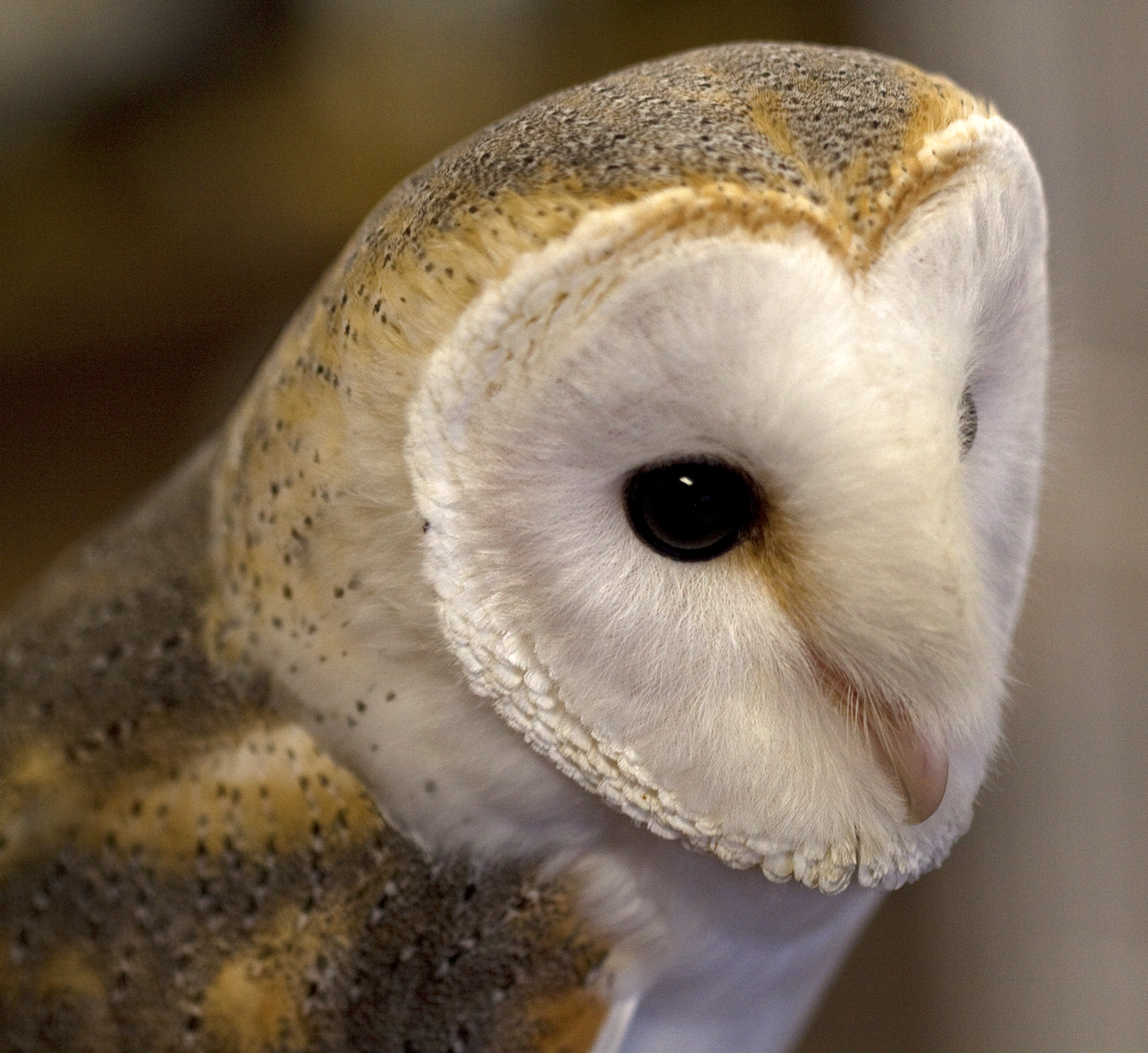 Hear The Sound Of Owls Calling At Night Illinois