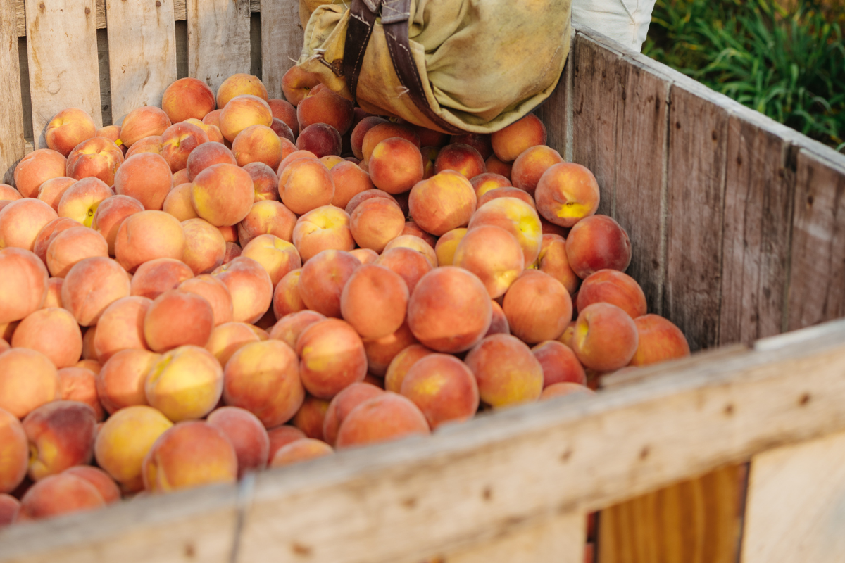 Peaches in a large wooden crate