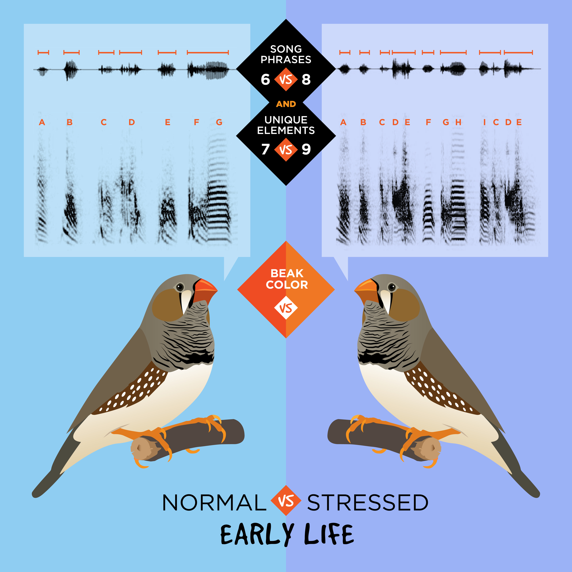 Zebra Finch Study Finds Mixed Impact Of Early Life Stress Illinois,Morgan Horse Black