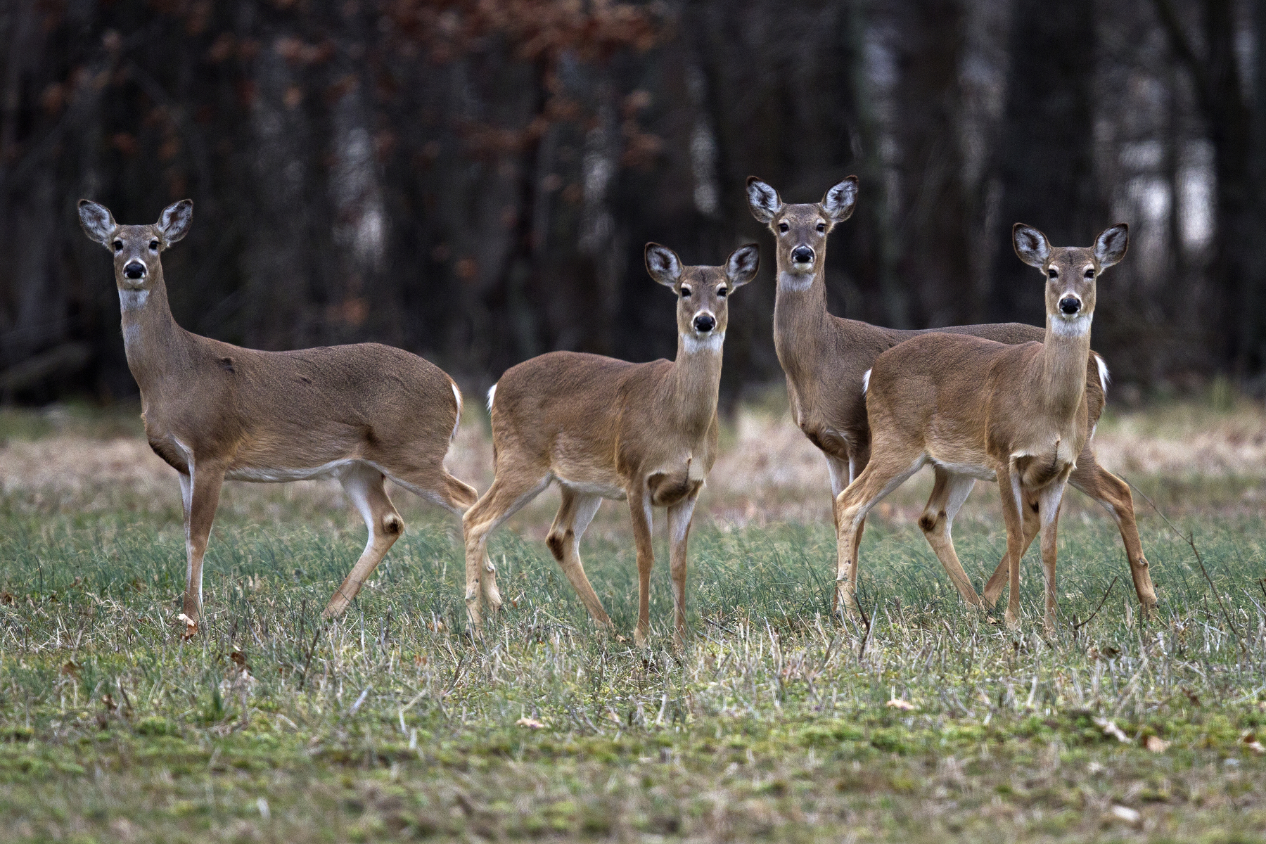 Healthy deer. Photo by Susan Post, INHS.