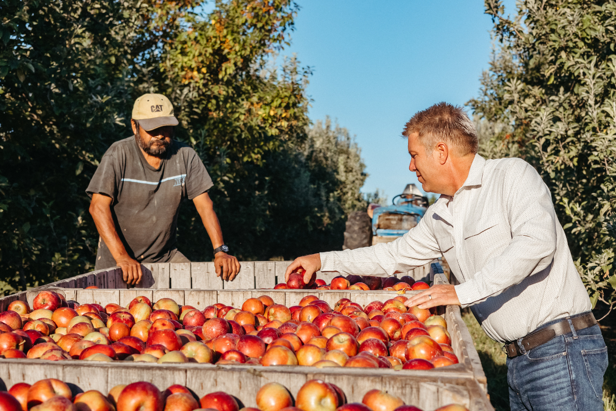 Two workers pack fruit into a crate at Rendleman Orchard. Photo courtesy of Rendleman Orchard.