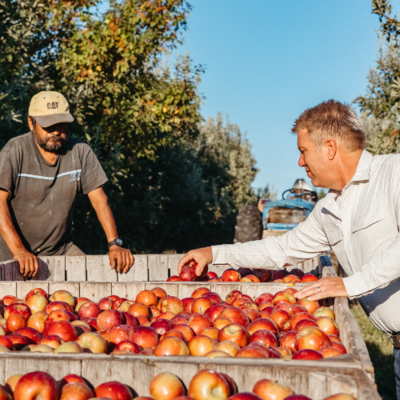 Two workers pack fruit into a crate at Rendleman Orchard. Photo courtesy of Rendleman Orchard.