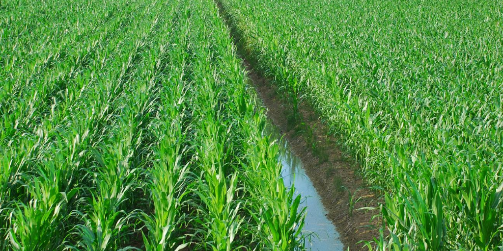 Corn field bisected by water filled drainage ditch