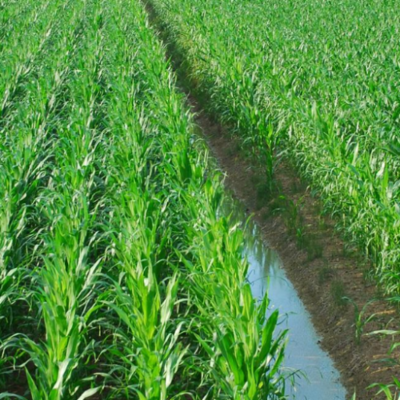 Corn field bisected by water filled drainage ditch