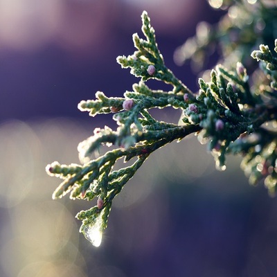 frost on evergreen branch
