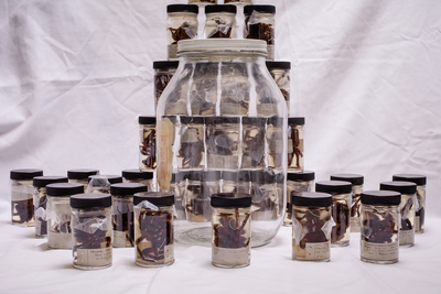 Tarantulas in jars