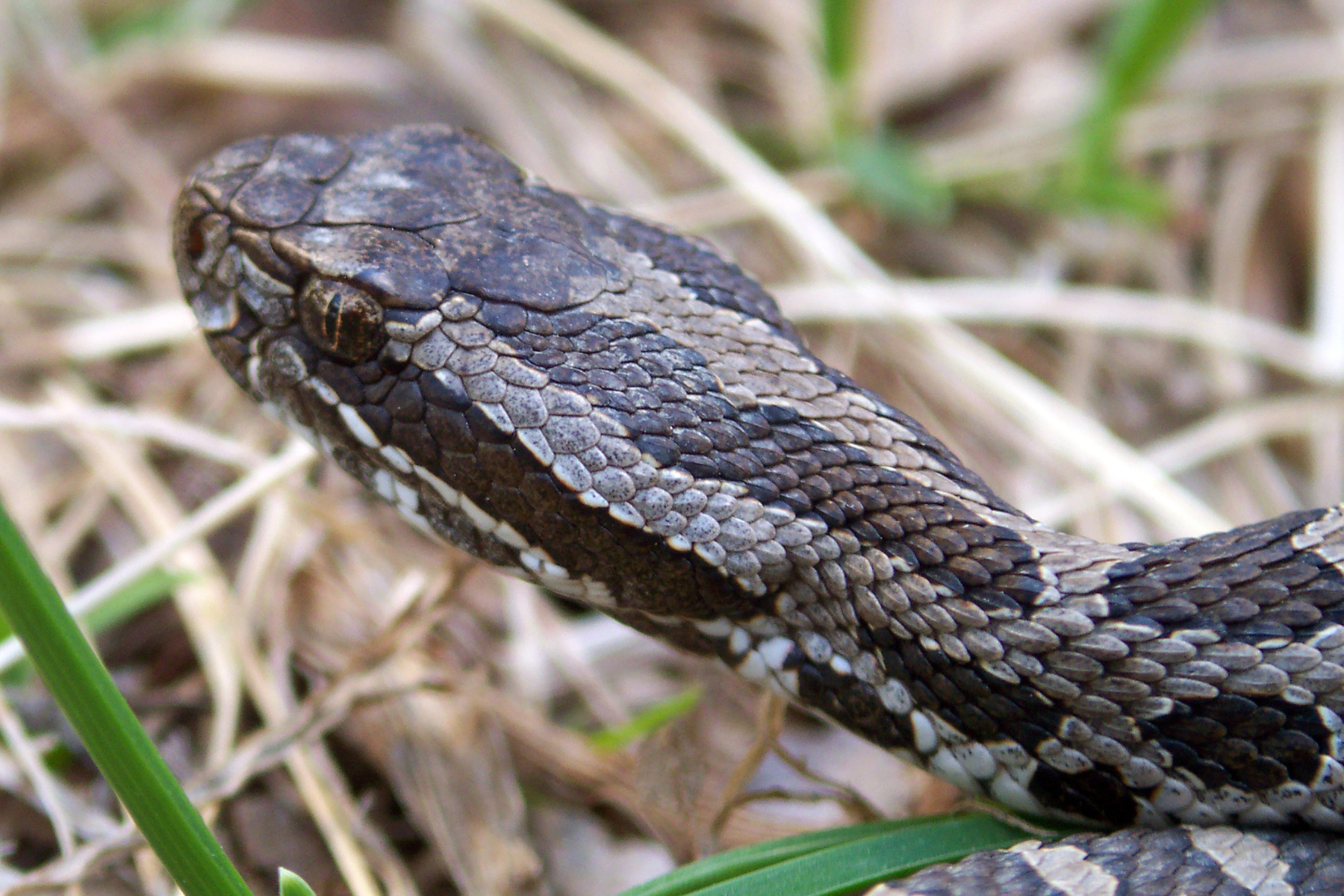 snake