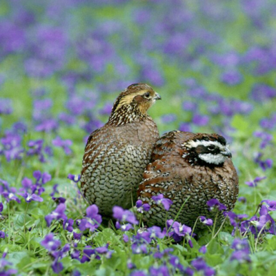 Bobwhites nesting in a field of flowers.