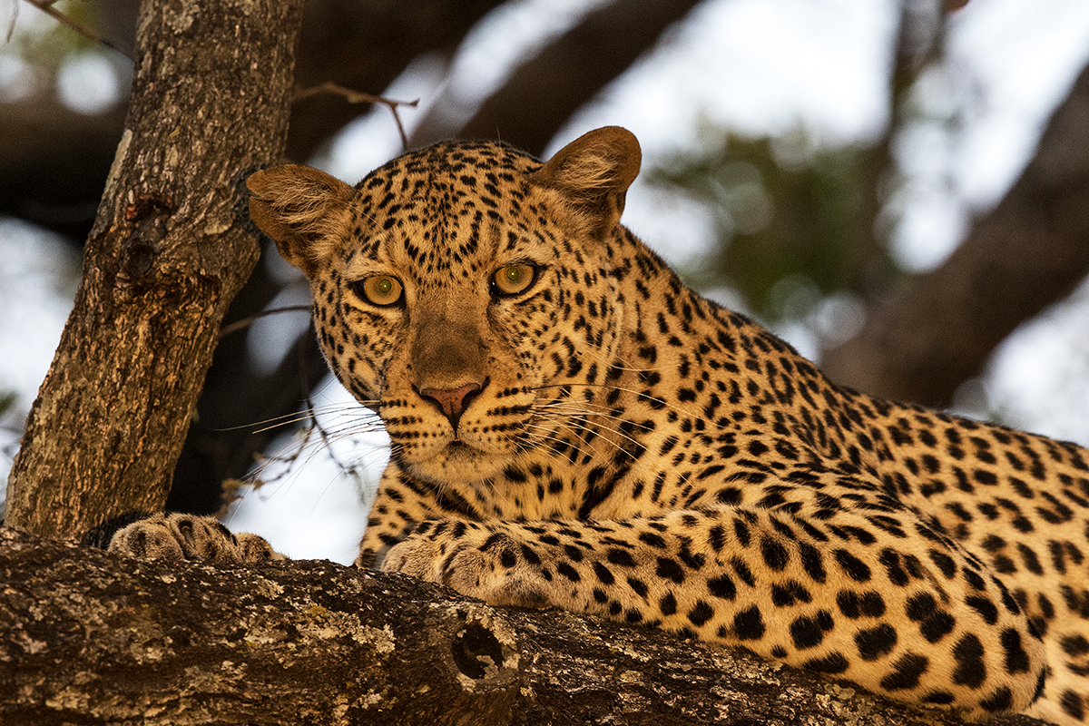 leopard resting in a tree