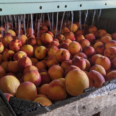 crate of nectarines being washed