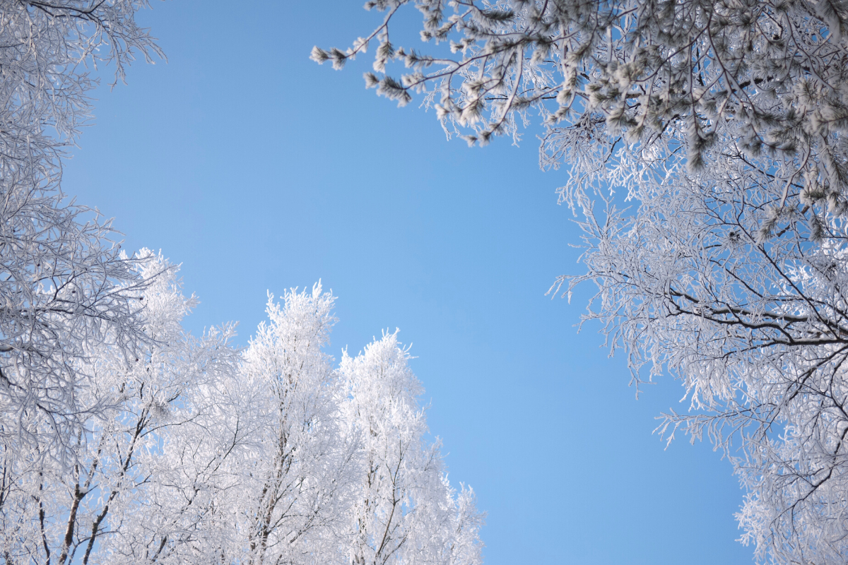 snow and frost on tree branches