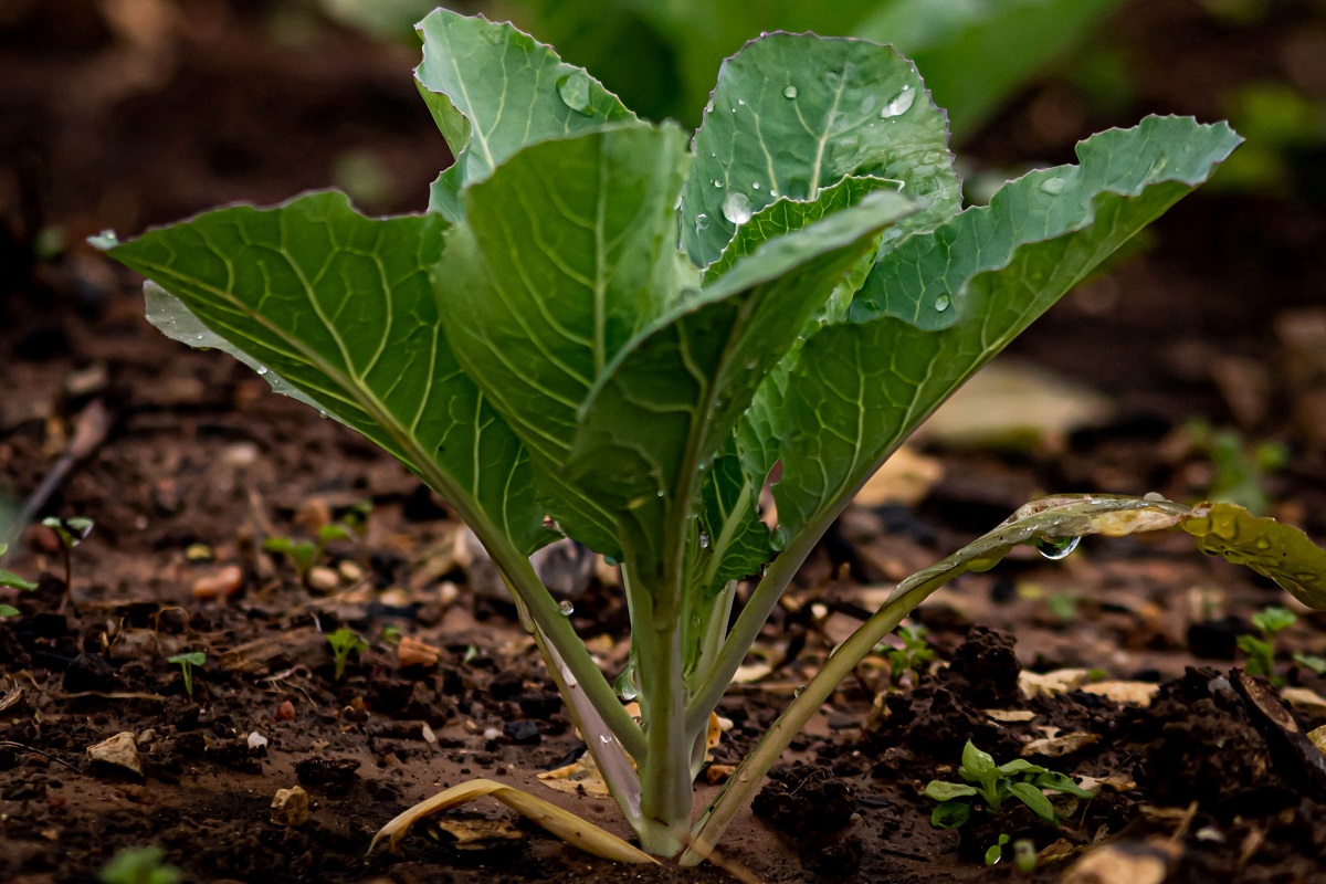 Plant growing in soil