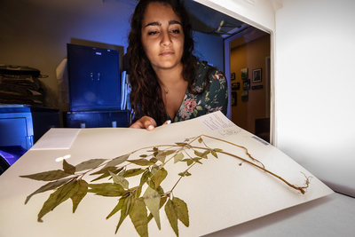 Serina Taluja scans a plant specimen from the INHS herbarium