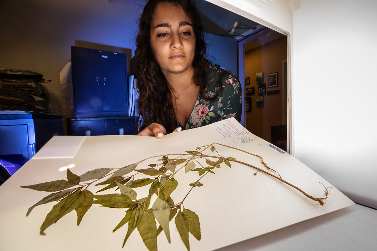 Serina Taluja scans a plant specimen from the INHS herbarium