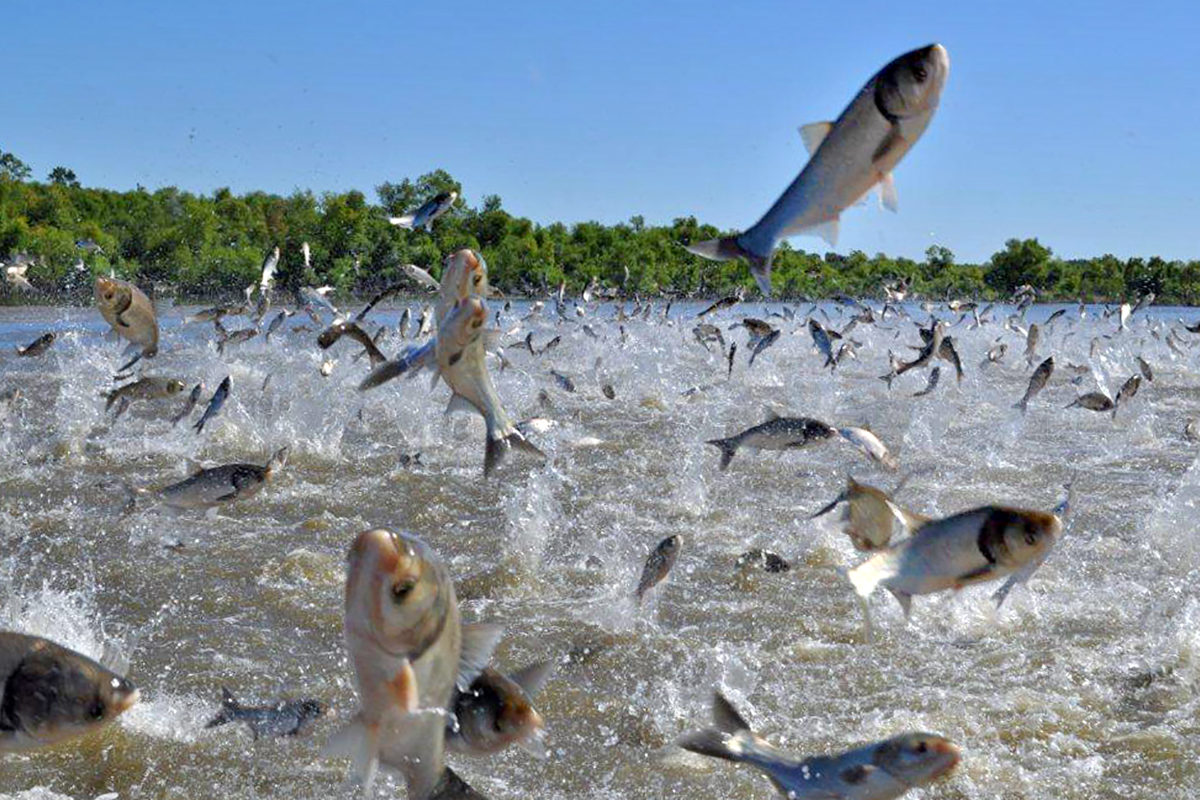 Assessment of Asian carp in Illinois waterways | Illinois