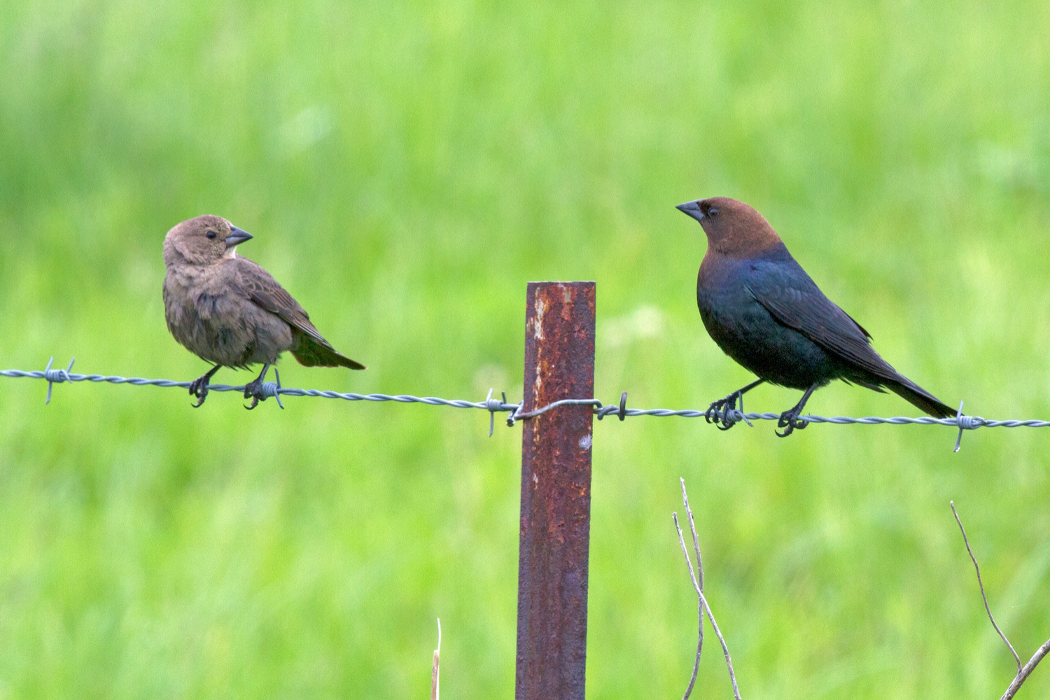 male and female cowbird on a fence