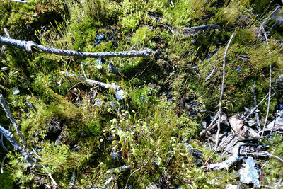 plants and fungi