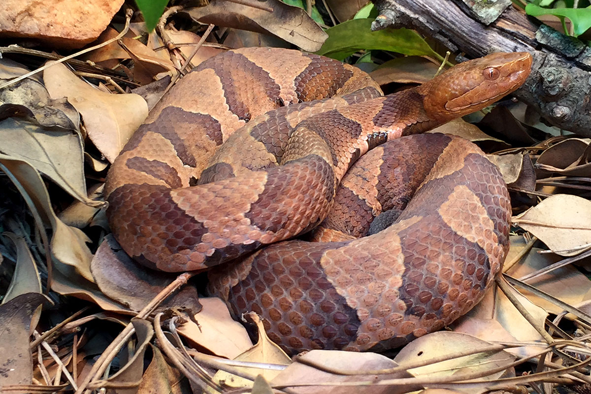 copperhead snake photo by Chuck Smith