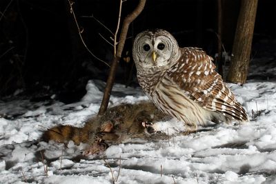 Owls eat roadkill, research finds | Illinois