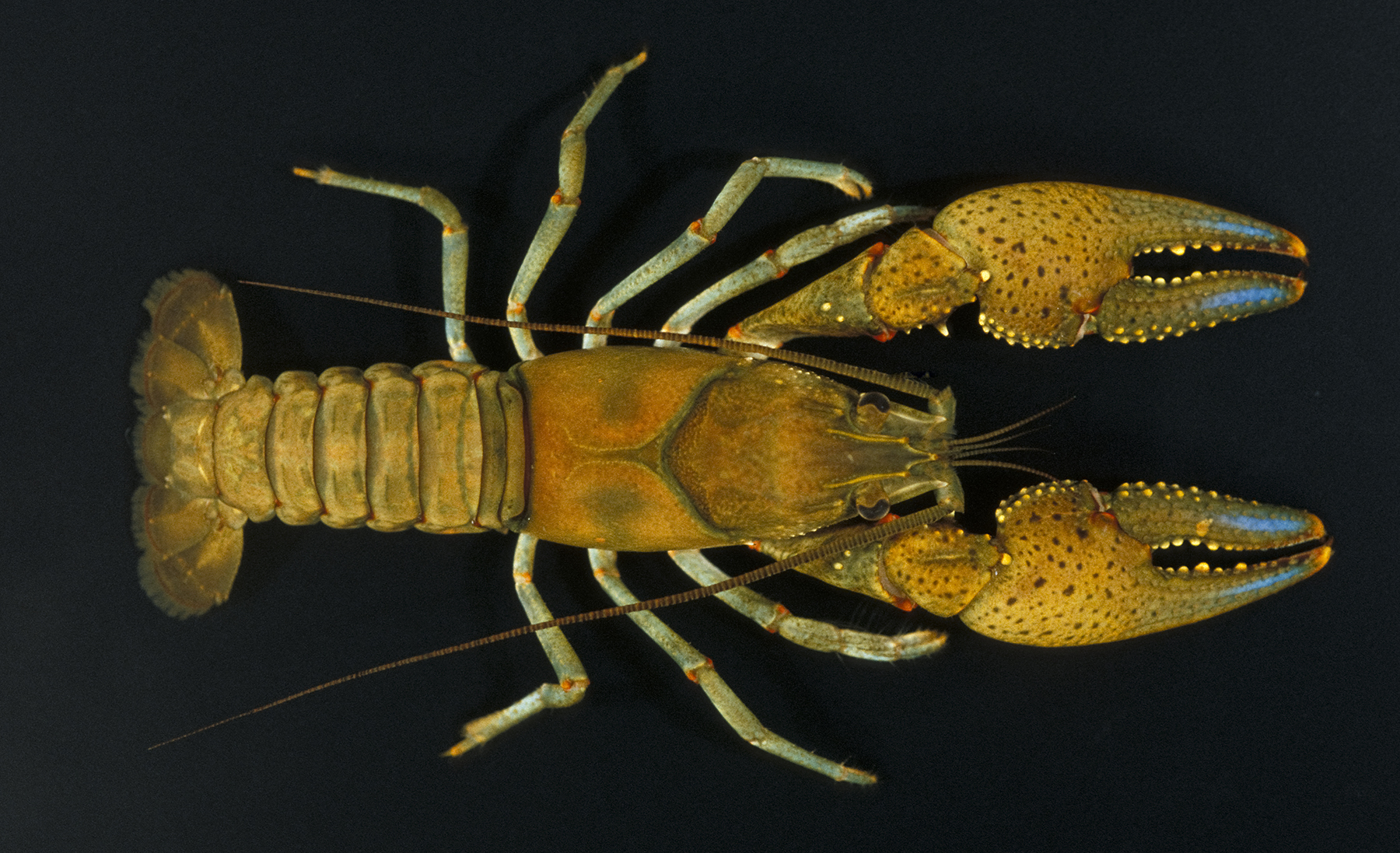 Crawfish vs crayfish