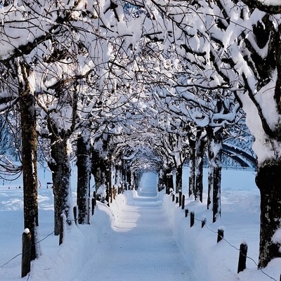 snow-covered trees hanging over a path