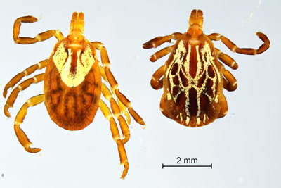 Amblyomma maculatum (Gulf coast tick), female (left) and male (right)