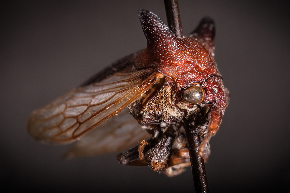 The insect now known as Kaikaia gaga, a new genus and species of treehopper.