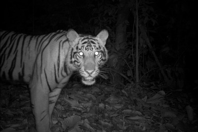 Sumatran tiger captured by camera trap