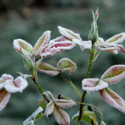 frost on flower bud