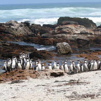 cluster of Humboldt penguins on the shoreline