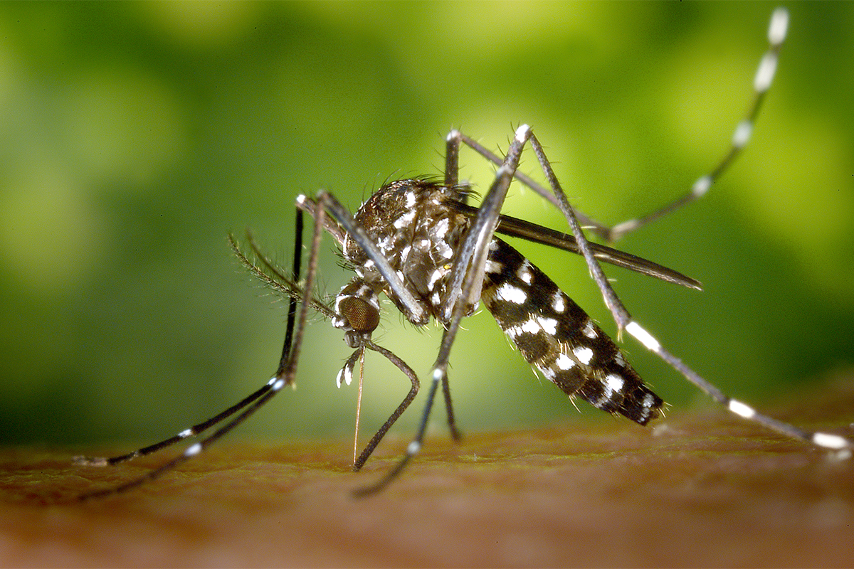 Asian tiger mosquito
