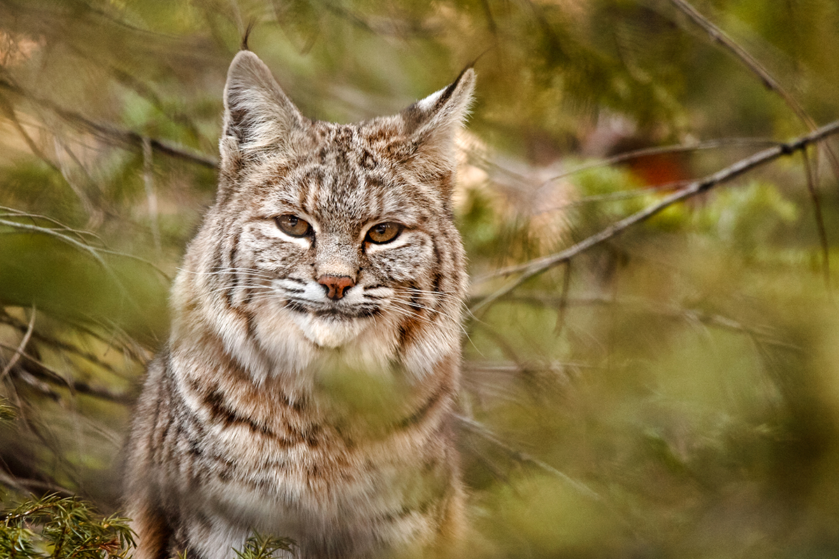 Researchers studied bobcat population in Wisconsin.