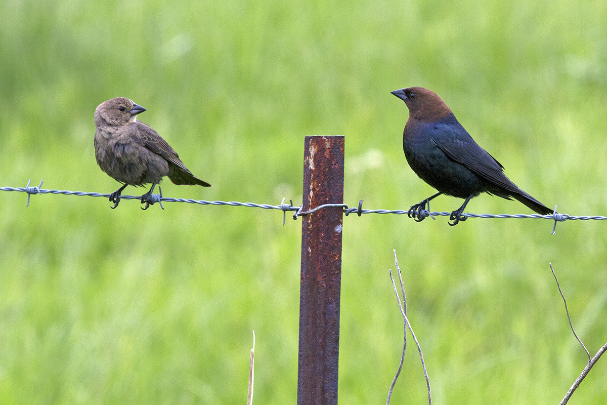 female cowbird and male cowbird perched on wire fence