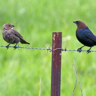 female cowbird and male cowbird perched on wire fence