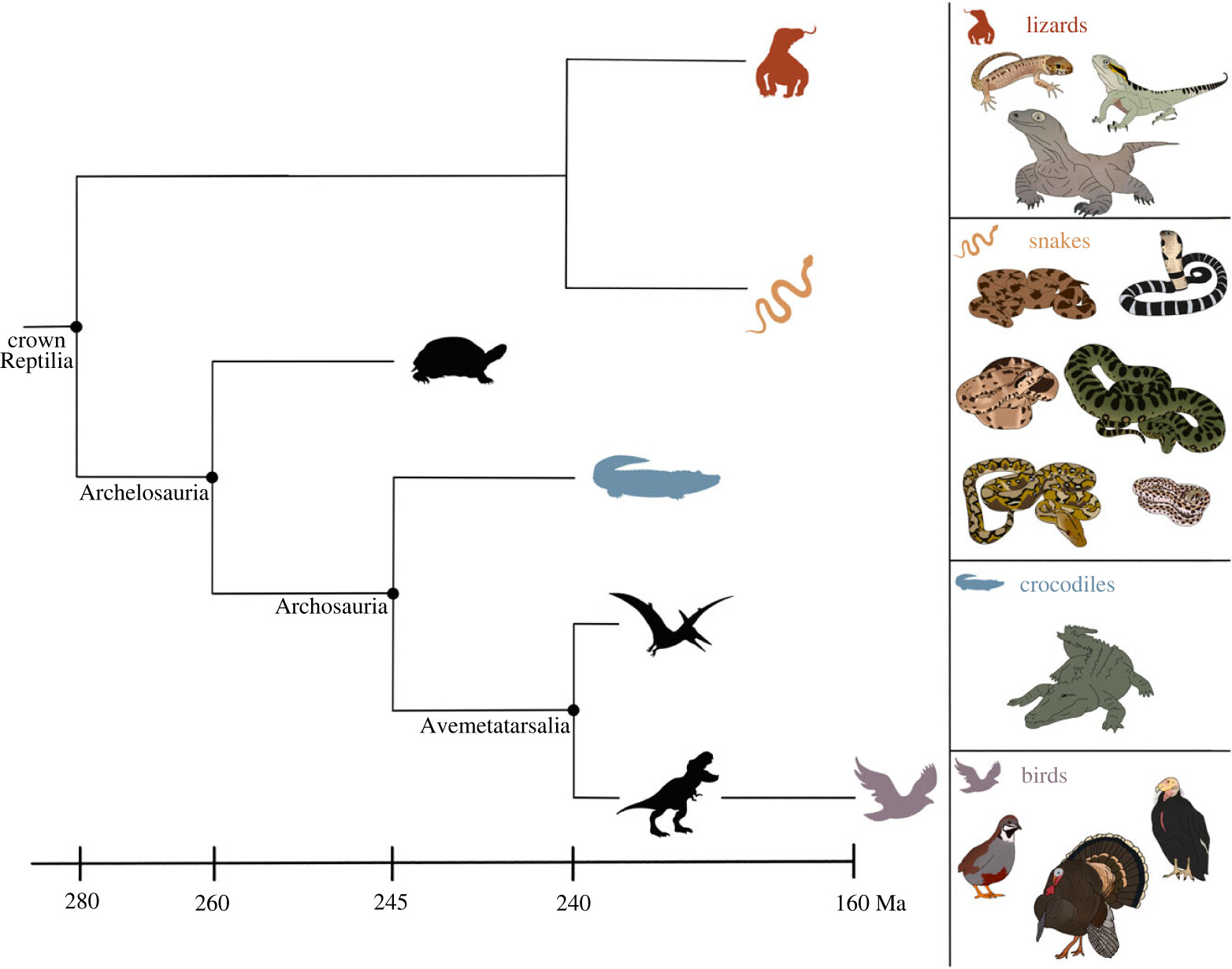 A simplified phylogeny for the crown group Reptilia with major clades is depicted. Highlighted lineages have records of facultative parthenogenesis (FP) via terminal fusion automixis, with some exemplar species reflecting phylogenetic spread where possible. Note that the divergence time scale is not linear. Design credit: Jordan Hartman